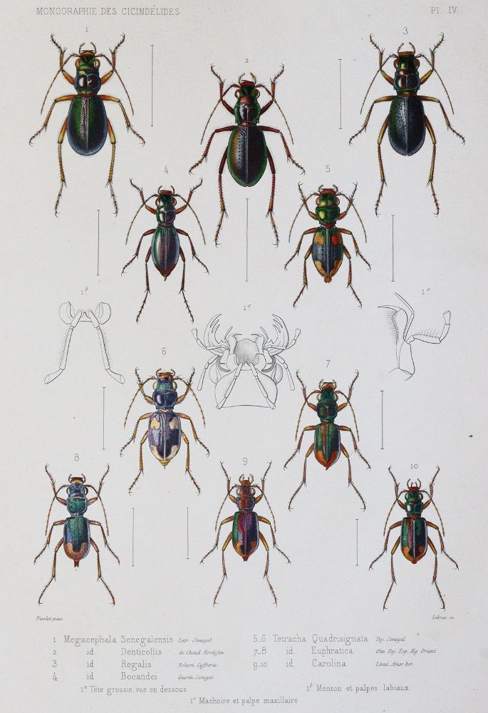 Große Abbildung Nr.3: 145-1503 Thomson,J.: (Zoologie, Insekten)