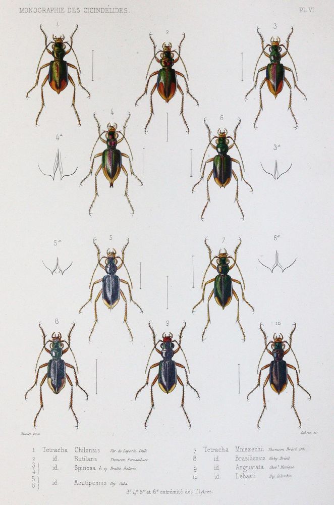 Große Abbildung Nr.4: 145-1503 Thomson,J.: (Zoologie, Insekten)