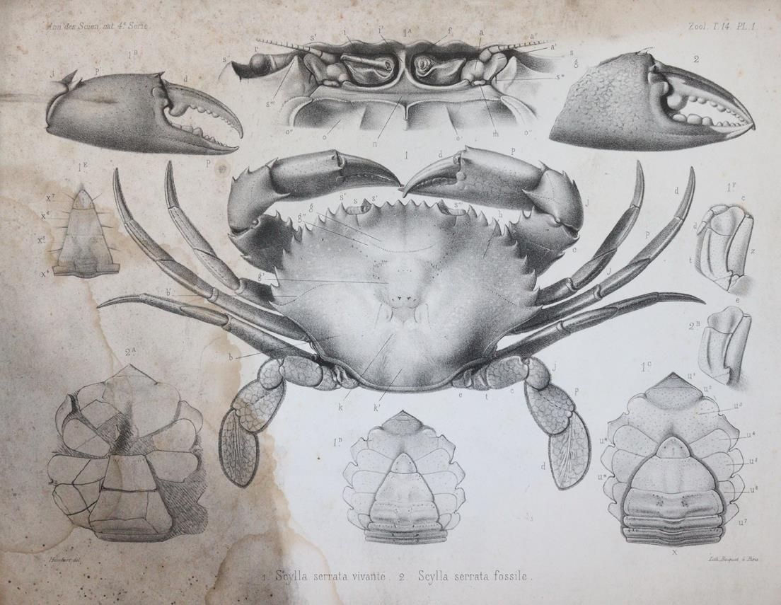 Milne-Edwards,A. – Histoire des crustaces podophthalmaires fossiles