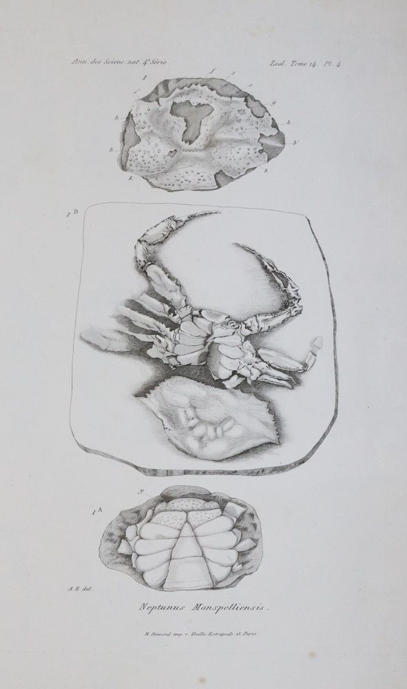 Große Abbildung Nr.2: 145-1504 Milne-Edwards,A.: (Zoologie, Krebse)