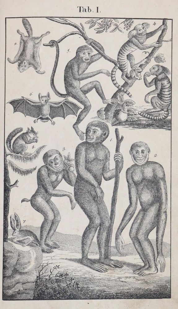 Große Abbildung Nr.2: 145-1506 Rebau,H. (d.i. C.A.Gebauer).: (Zoologie)