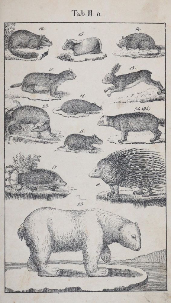 Große Abbildung Nr.3: 145-1506 Rebau,H. (d.i. C.A.Gebauer).: (Zoologie)