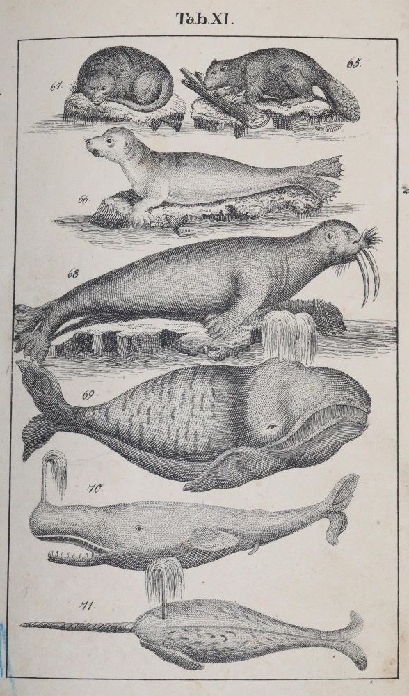 Große Abbildung Nr.5: 145-1506 Rebau,H. (d.i. C.A.Gebauer).: (Zoologie)