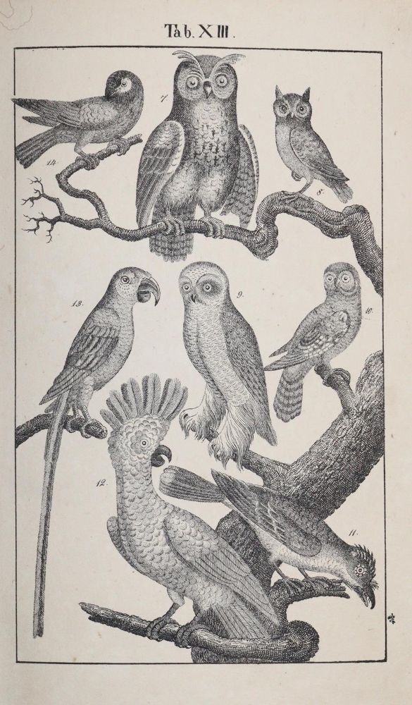 Große Abbildung Nr.6: 145-1506 Rebau,H. (d.i. C.A.Gebauer).: (Zoologie)