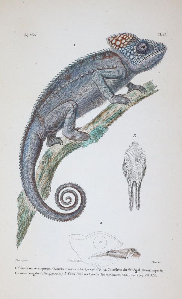 Große Abbildung Nr.2: 145-1507 (Dumeril,A.M.C. u. G.Bibron.: (Zoologie, Reptilien)