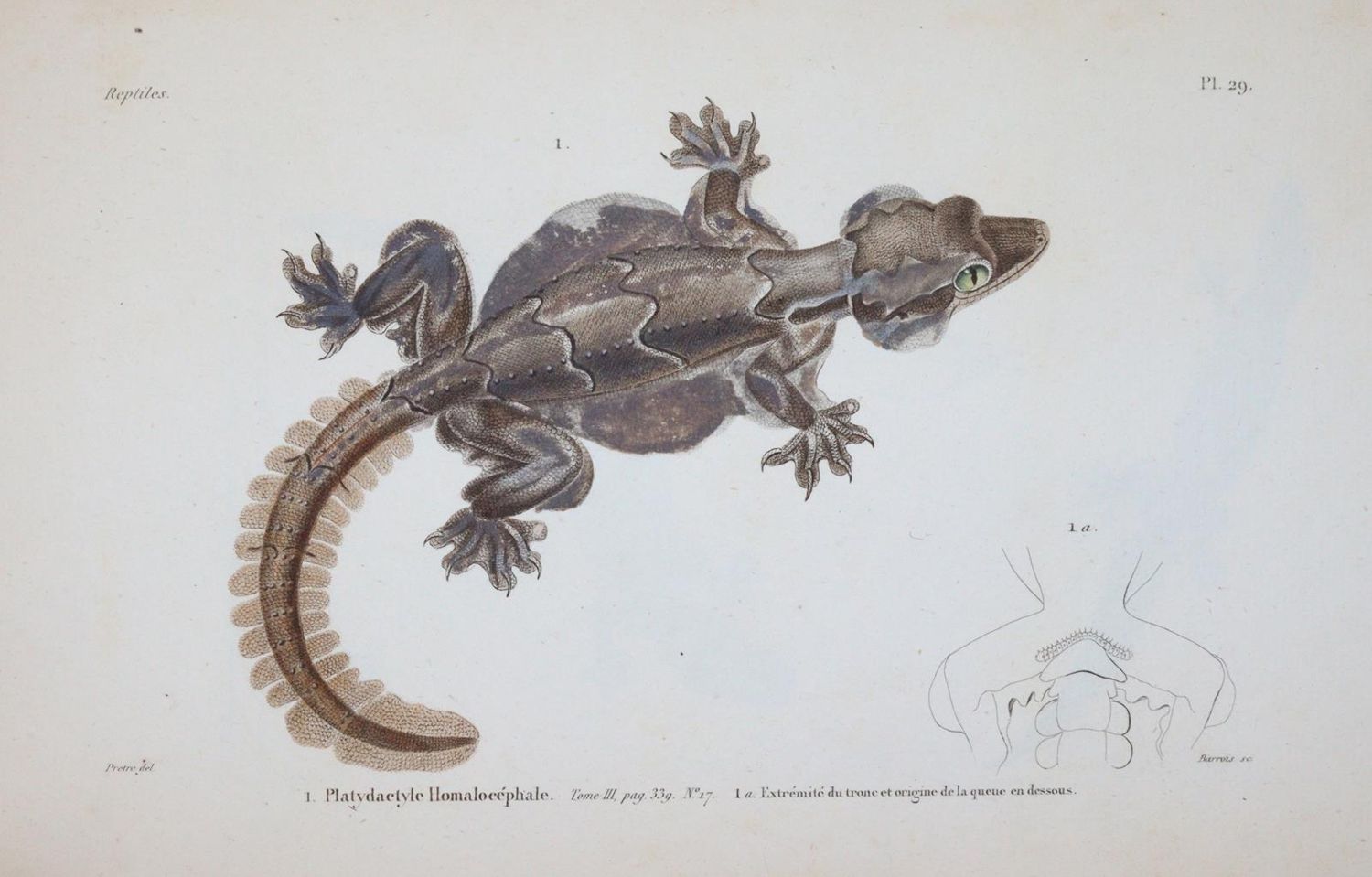 Große Abbildung Nr.3: 145-1507 (Dumeril,A.M.C. u. G.Bibron.: (Zoologie, Reptilien)