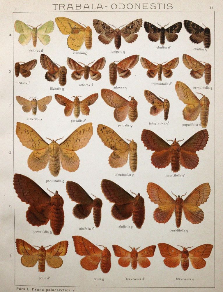 Große Abbildung Nr.3: 145-1509 Seitz,A.: (Zoologie, Schmetterlinge)