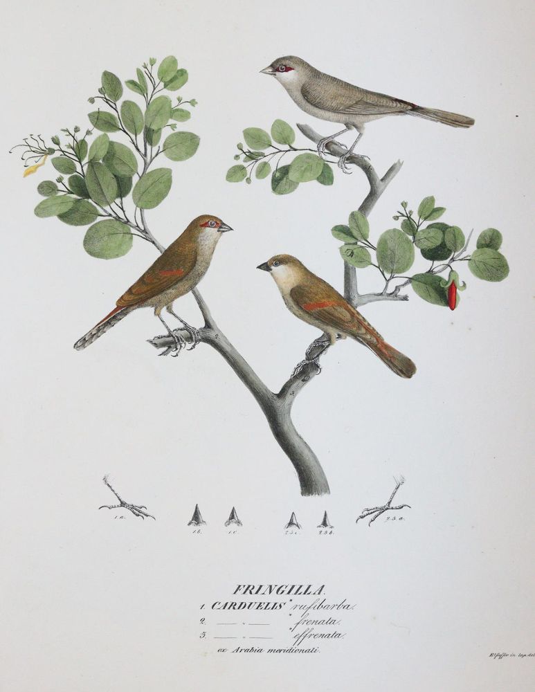 Große Abbildung Nr.5: 145-1511 Ehrenberg,C.G.: (Zoologie, Vögel)