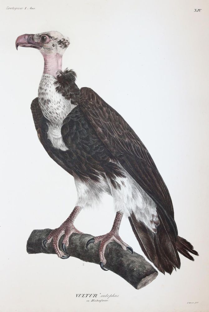 Große Abbildung Nr.6: 145-1511 Ehrenberg,C.G.: (Zoologie, Vögel)