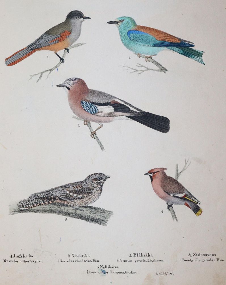 Große Abbildung Nr.4: 145-1512 (Körner,M.: (Zoologie, Vögel)