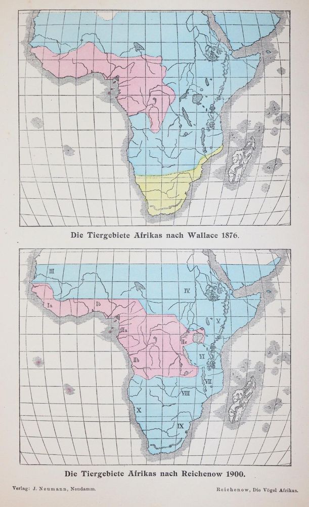 Große Abbildung Nr.2: 145-1514 Reichenow,A.: (Zoologie, Vögel)