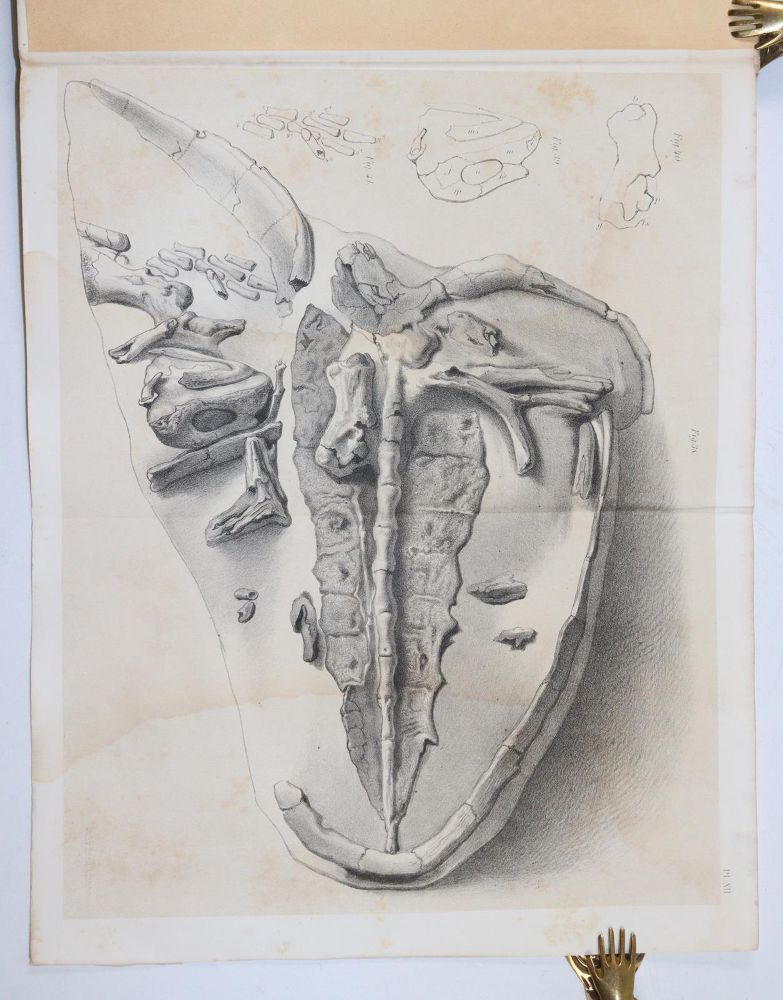 Große Abbildung Nr.2: 145-1568 Winkler,T.C.: (Verschiedene Gebiete - Varia, Geologie - Mineralogie u. Paläontologie)