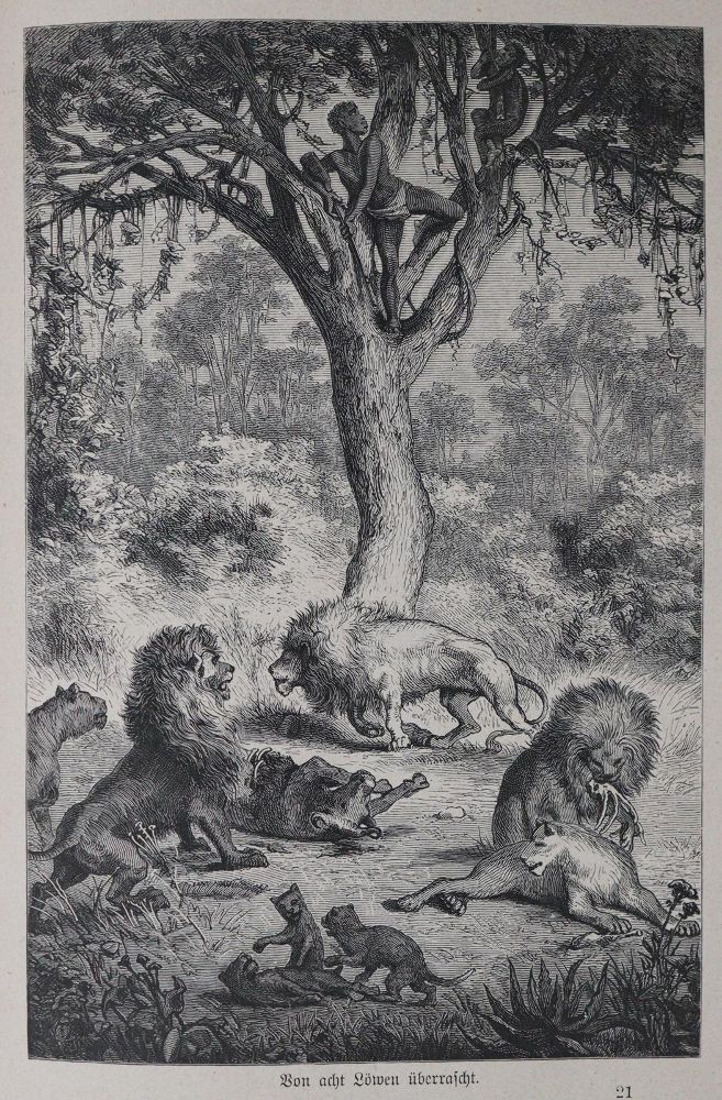 Große Abbildung Nr.1: 145-1632 Sammlung: (Afrika)