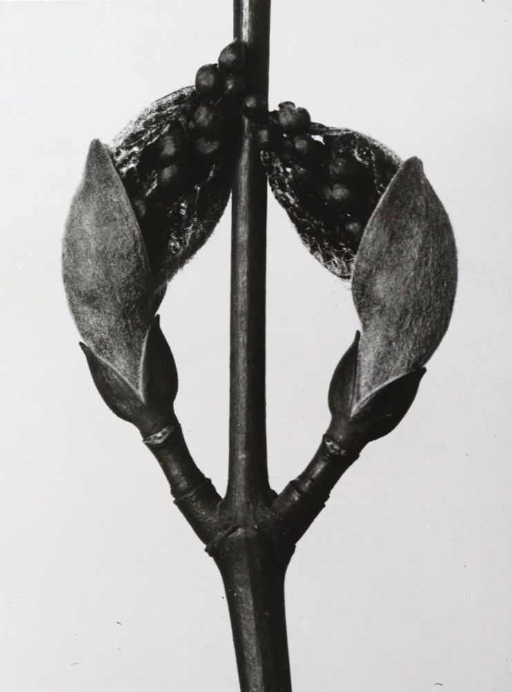 Große Abbildung Nr.1: 145-2788 Blossfeld, Karl: (Photografs)
