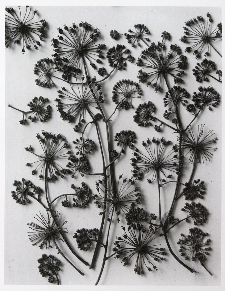 Große Abbildung Nr.5: 145-2788 Blossfeld, Karl: (Photografs)