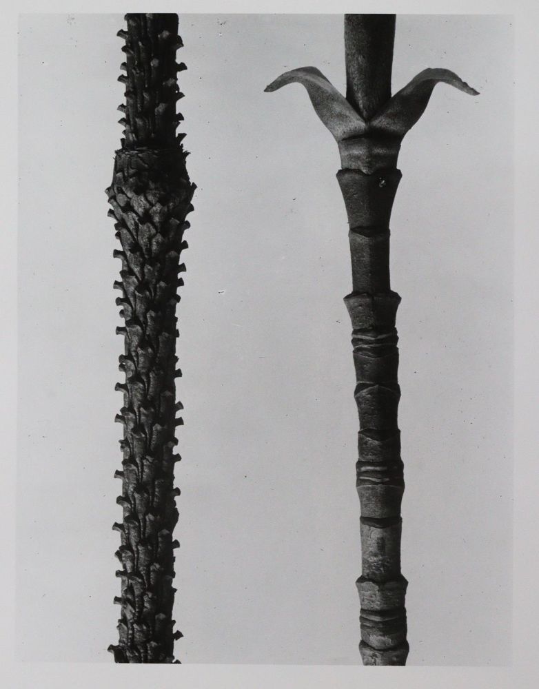 Große Abbildung Nr.6: 145-2788 Blossfeld, Karl: (Photografs)