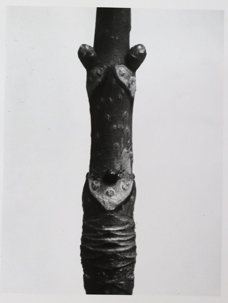 Große Abbildung Nr.7: 145-2788 Blossfeld, Karl: (Photografs)