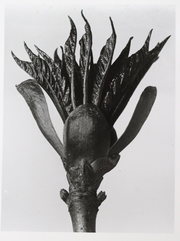 Große Abbildung Nr.8: 145-2788 Blossfeld, Karl: (Photografs)