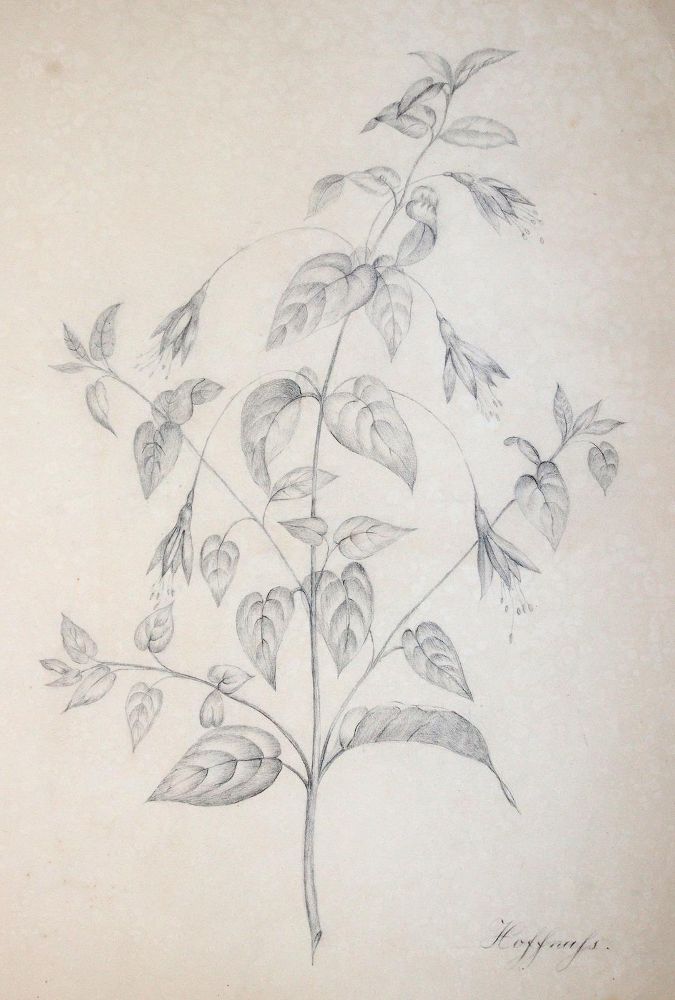 Große Abbildung Nr.5: 145-3068 Blumen.: (Varia, Botanik)
