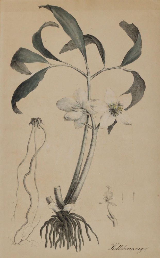 Große Abbildung Nr.2: 145-3071 Christrose u. Wasserschierling.: (Varia, Botanik)