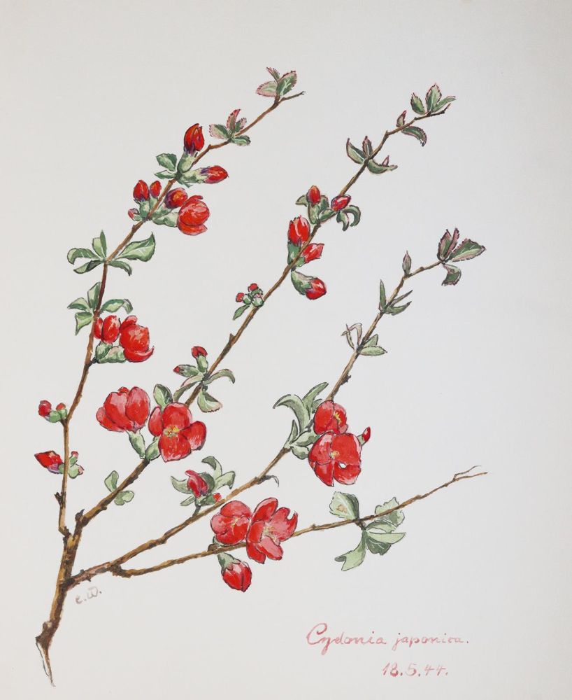 Große Abbildung Nr.5: 145-3074 Mein Schluchsee-Herbarium.: (Varia, Botanik)