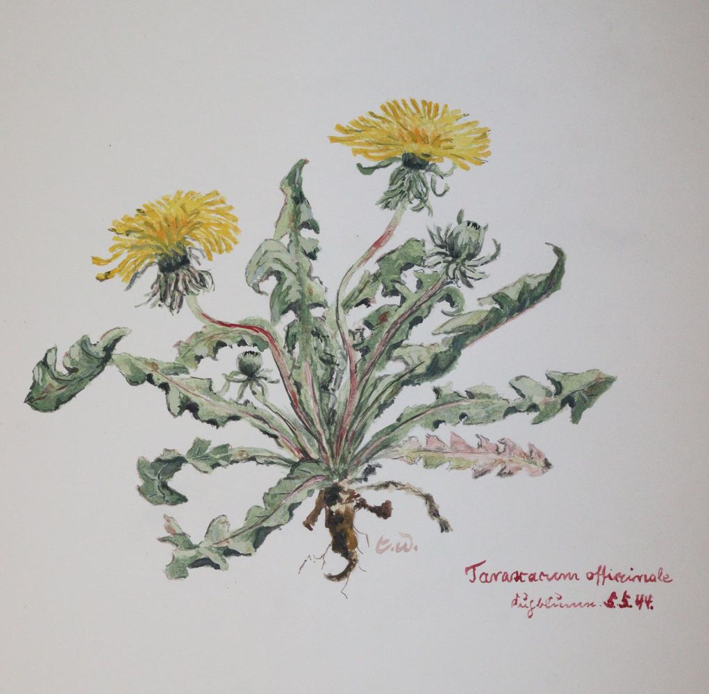 Große Abbildung Nr.8: 145-3074 Mein Schluchsee-Herbarium.: (Varia, Botanik)