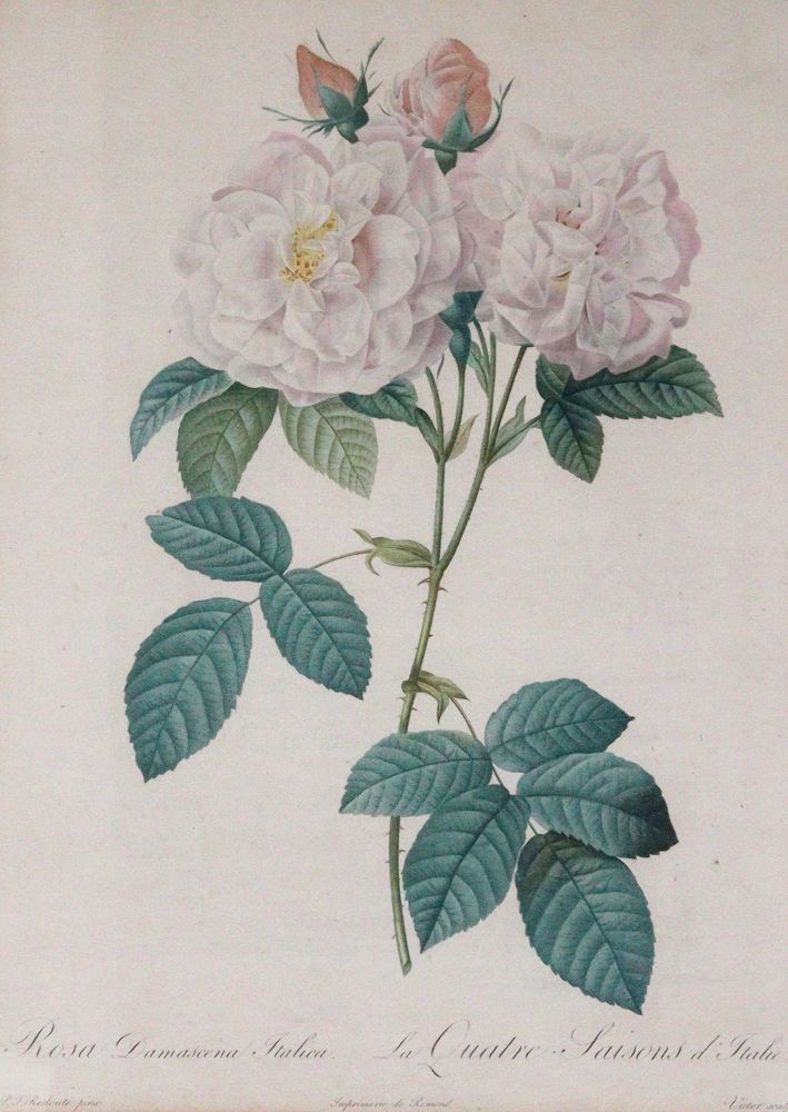Große Abbildung Nr.2: 145-3079 Redouté, Pierre-Joseph: (Varia, Botanik)