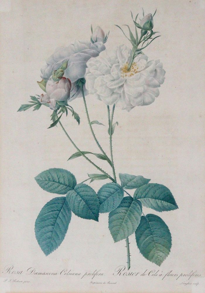 Große Abbildung Nr.4: 145-3079 Redouté, Pierre-Joseph: (Varia, Botanik)