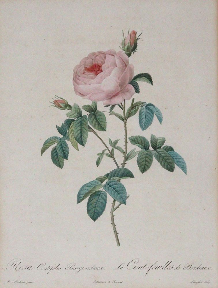 Große Abbildung Nr.5: 145-3079 Redouté, Pierre-Joseph: (Varia, Botanik)