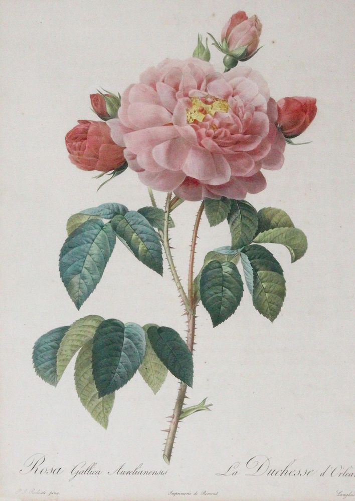 Große Abbildung Nr.6: 145-3079 Redouté, Pierre-Joseph: (Varia, Botanik)