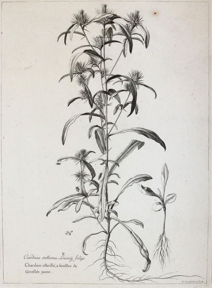 Große Abbildung Nr.6: 145-3080 Robert, Nicolas: (Varia, Botanik)