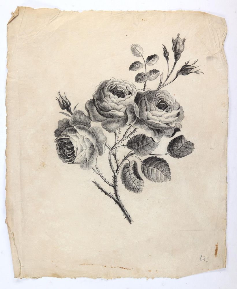 Große Abbildung Nr.5: 145-3082 Rosen: (Varia, Botanik)