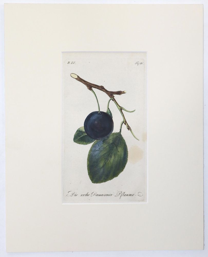 Große Abbildung Nr.4: 145-3084 Sammlung: (Varia, Botanik)