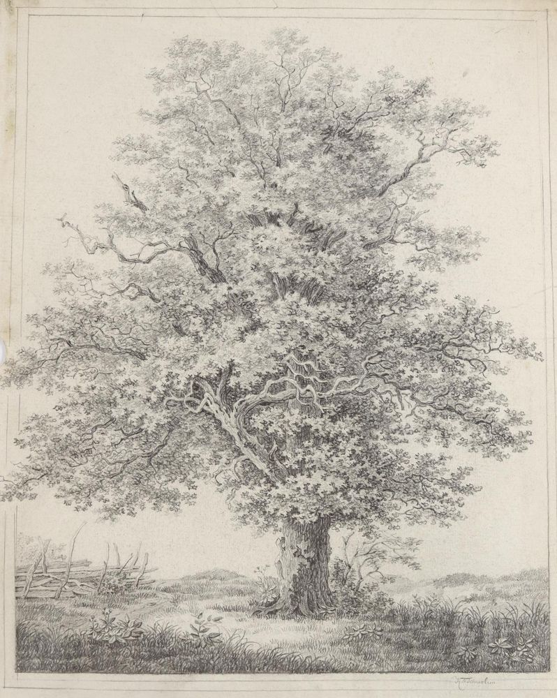 Große Abbildung Nr.1: 145-3085 Schnizlein, Karl Friedrich: (Varia, Botanik)
