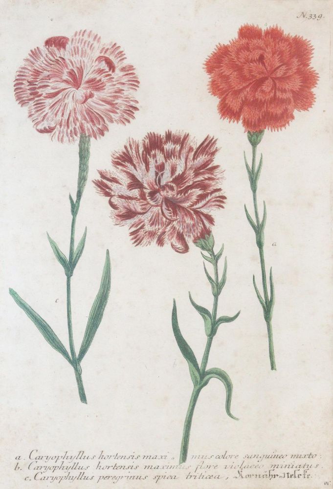 Große Abbildung Nr.1: 145-3087 Weinmann, Johann Wilhelm: (Varia, Botanik)
