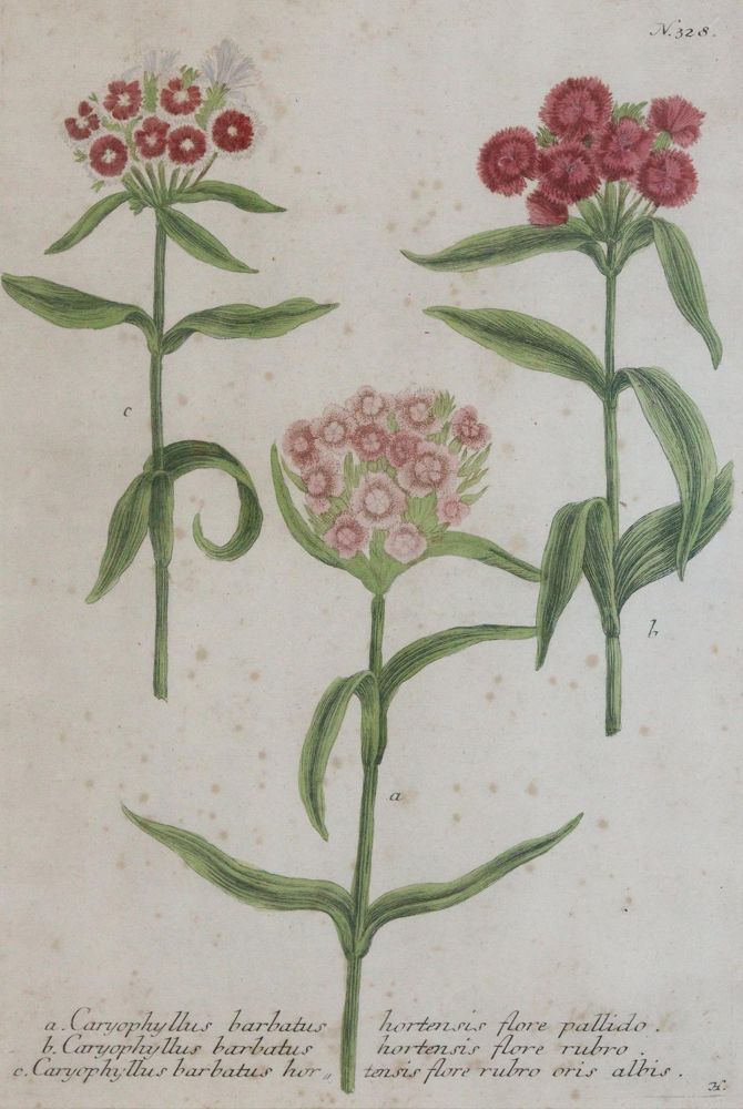 Große Abbildung Nr.2: 145-3087 Weinmann, Johann Wilhelm: (Varia, Botanik)