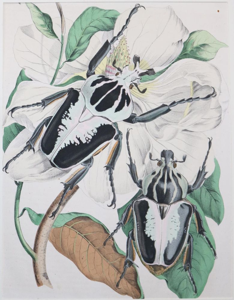 Große Abbildung Nr.1: 145-3098 Flora & Fauna.: (Varia)