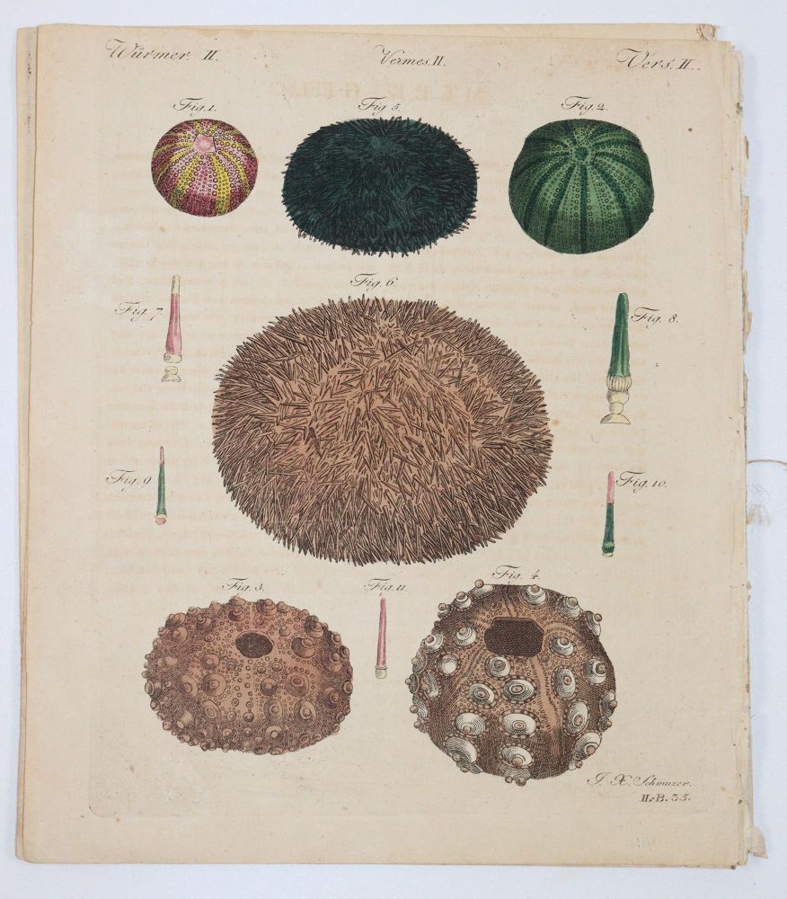 Große Abbildung Nr.10: 145-3199 Sammlung: (Varia)