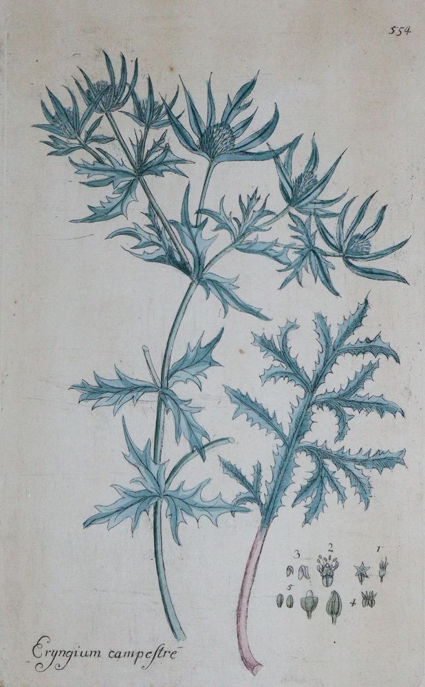 Große Abbildung Nr.3: 145-3204 Sowerby, James: (Varia)