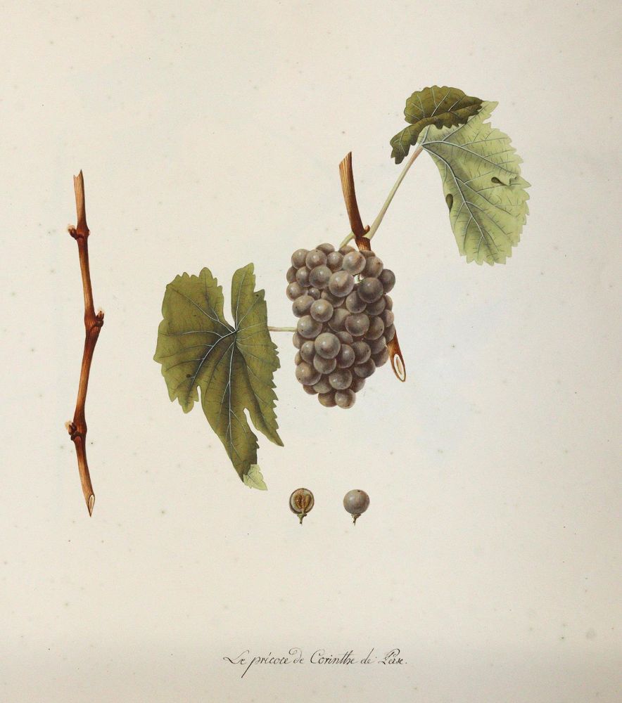 Große Abbildung Nr.4: 145-3215 Kerner, Johann Simon von: (Varia, Wein)