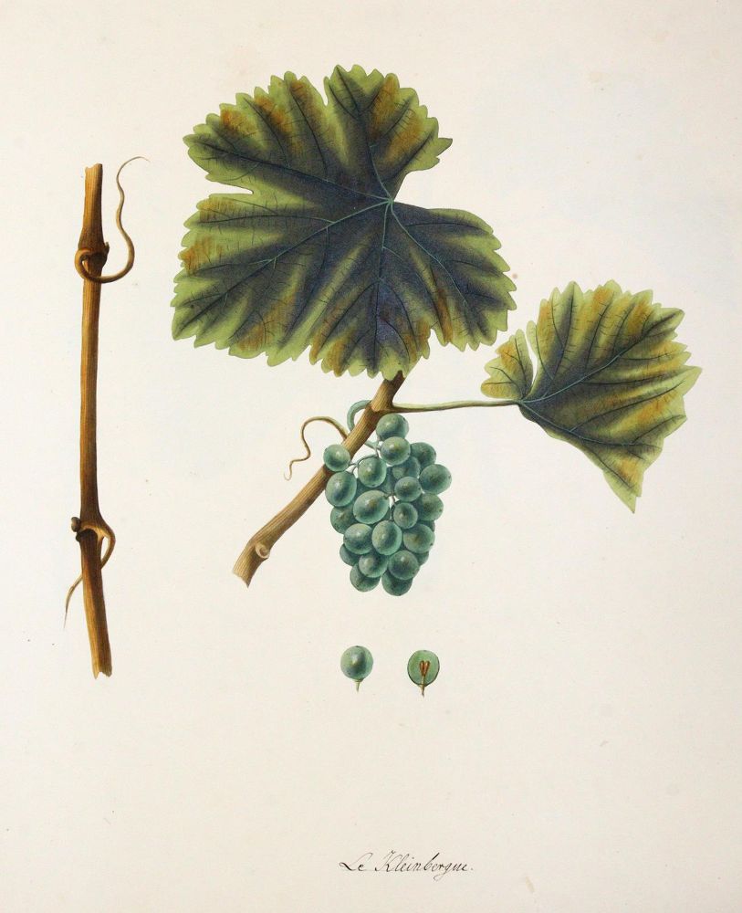 Große Abbildung Nr.7: 145-3215 Kerner, Johann Simon von: (Varia, Wein)