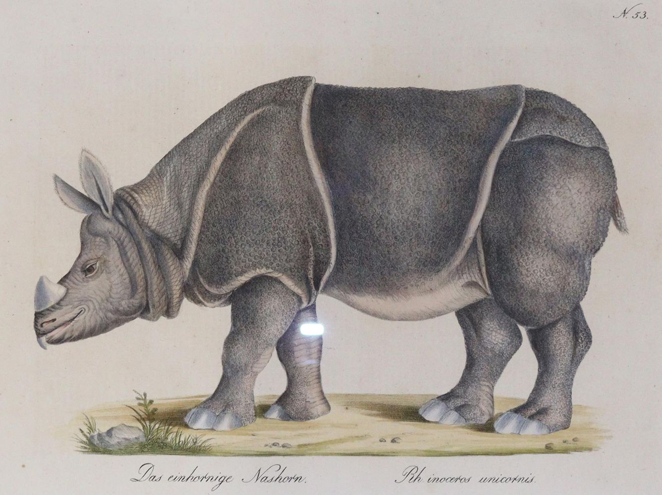 Große Abbildung Nr.1: 145-3219 Brodtmann, Carl Joseph: (Varia, Zoologie)