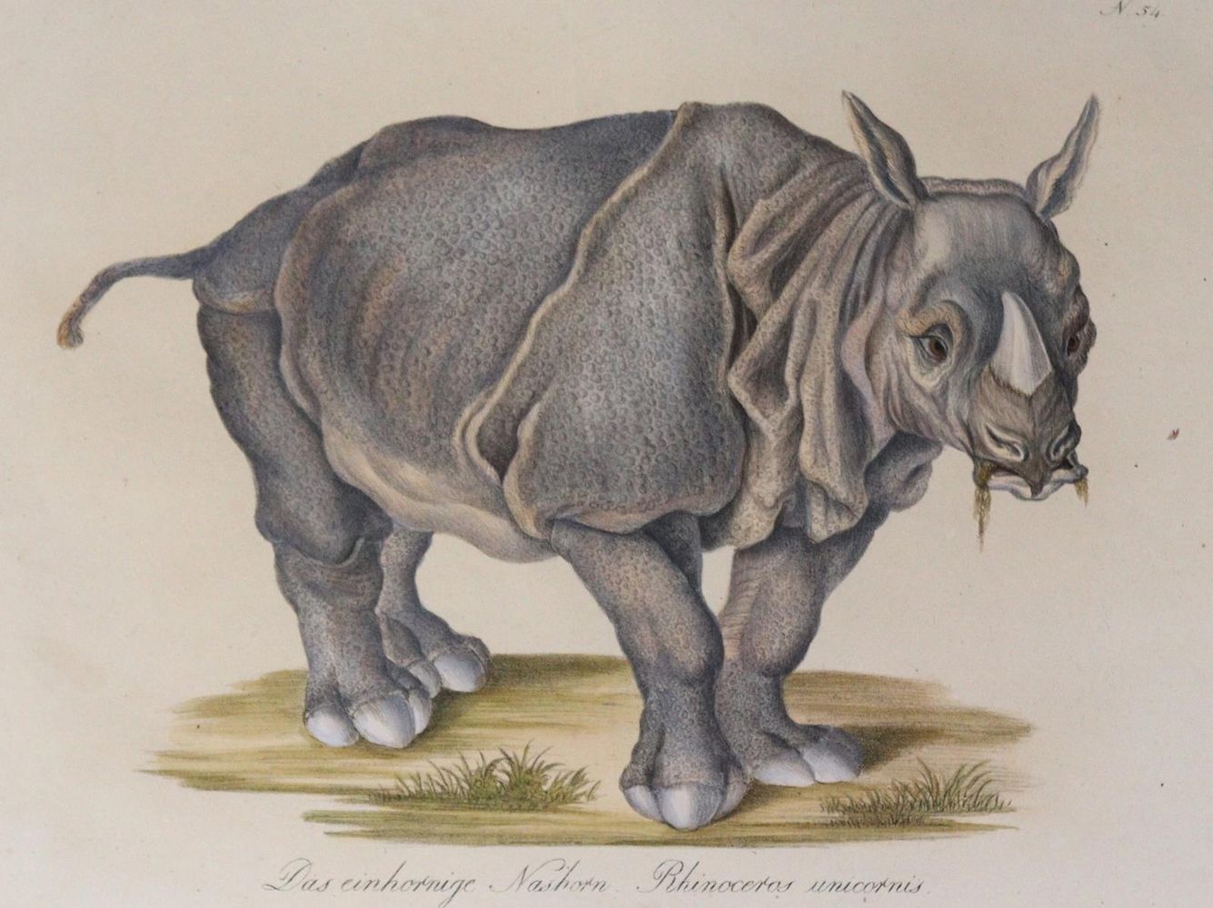 Große Abbildung Nr.2: 145-3219 Brodtmann, Carl Joseph: (Varia, Zoologie)