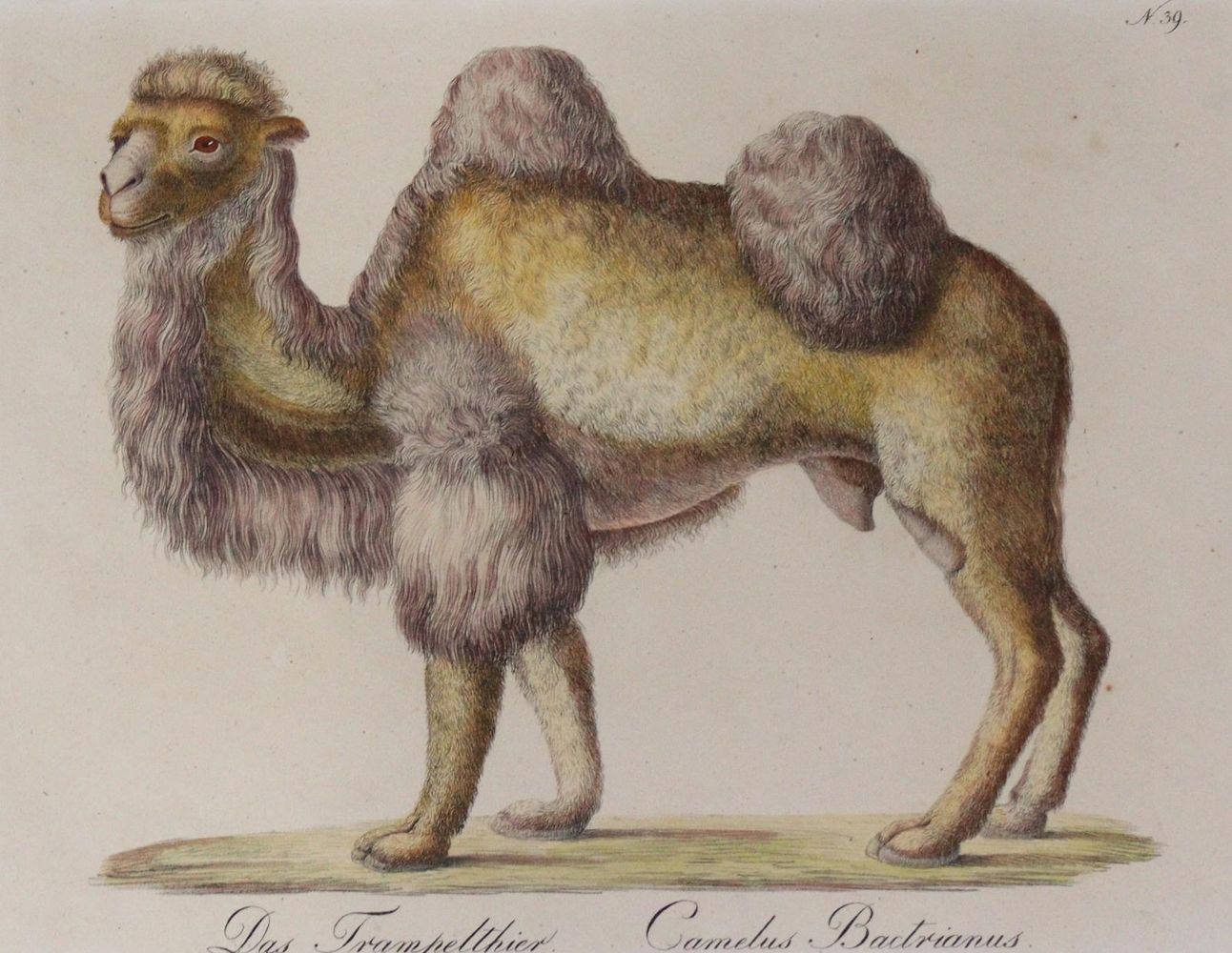 Große Abbildung Nr.4: 145-3219 Brodtmann, Carl Joseph: (Varia, Zoologie)