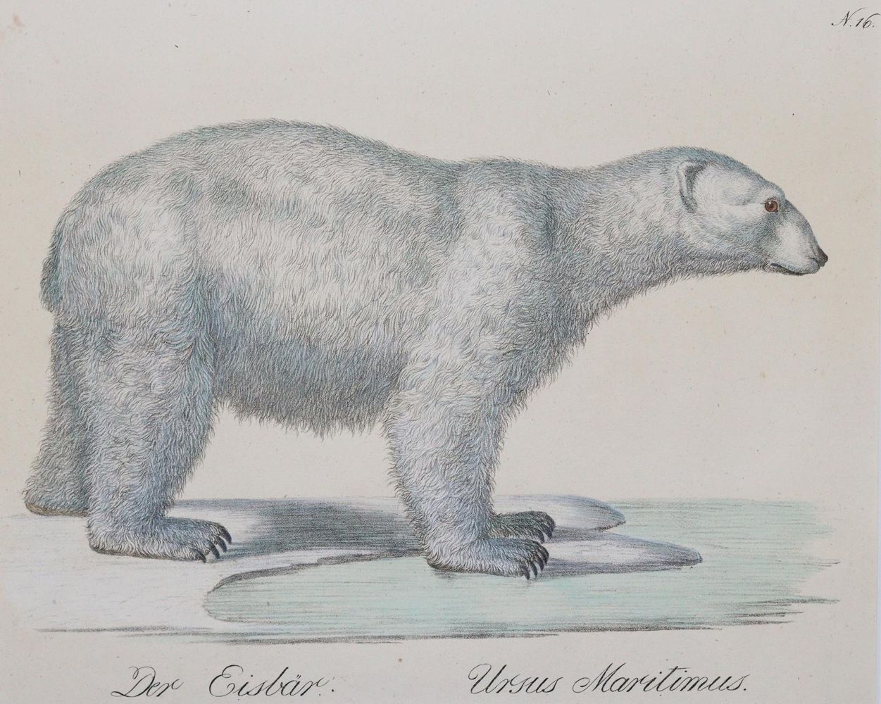 Große Abbildung Nr.2: 145-3220 Brodtmann, Karl Joseph: (Varia, Zoologie)