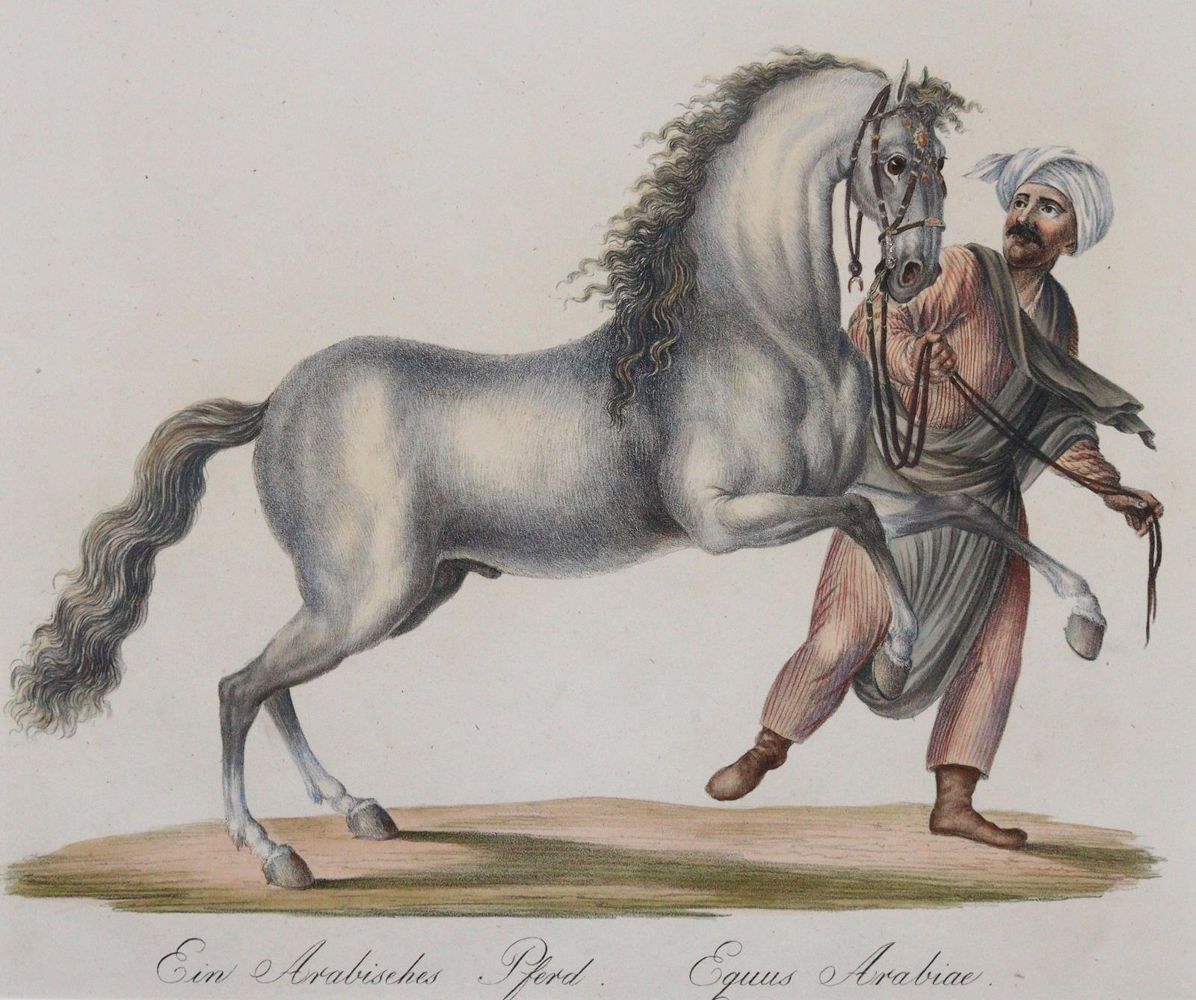 Große Abbildung Nr.3: 145-3220 Brodtmann, Karl Joseph: (Varia, Zoologie)