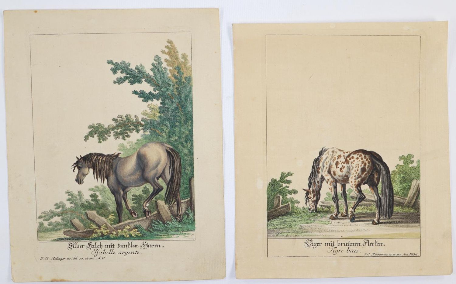 Große Abbildung Nr.1: 145-3227 Ridinger, Johann Elias: (Varia, Zoologie)