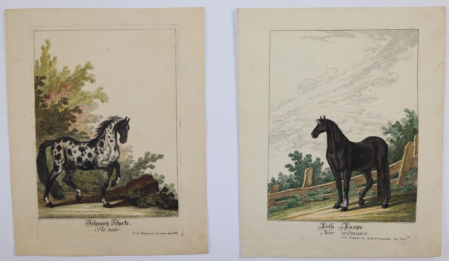 Große Abbildung Nr.3: 145-3227 Ridinger, Johann Elias: (Varia, Zoologie)