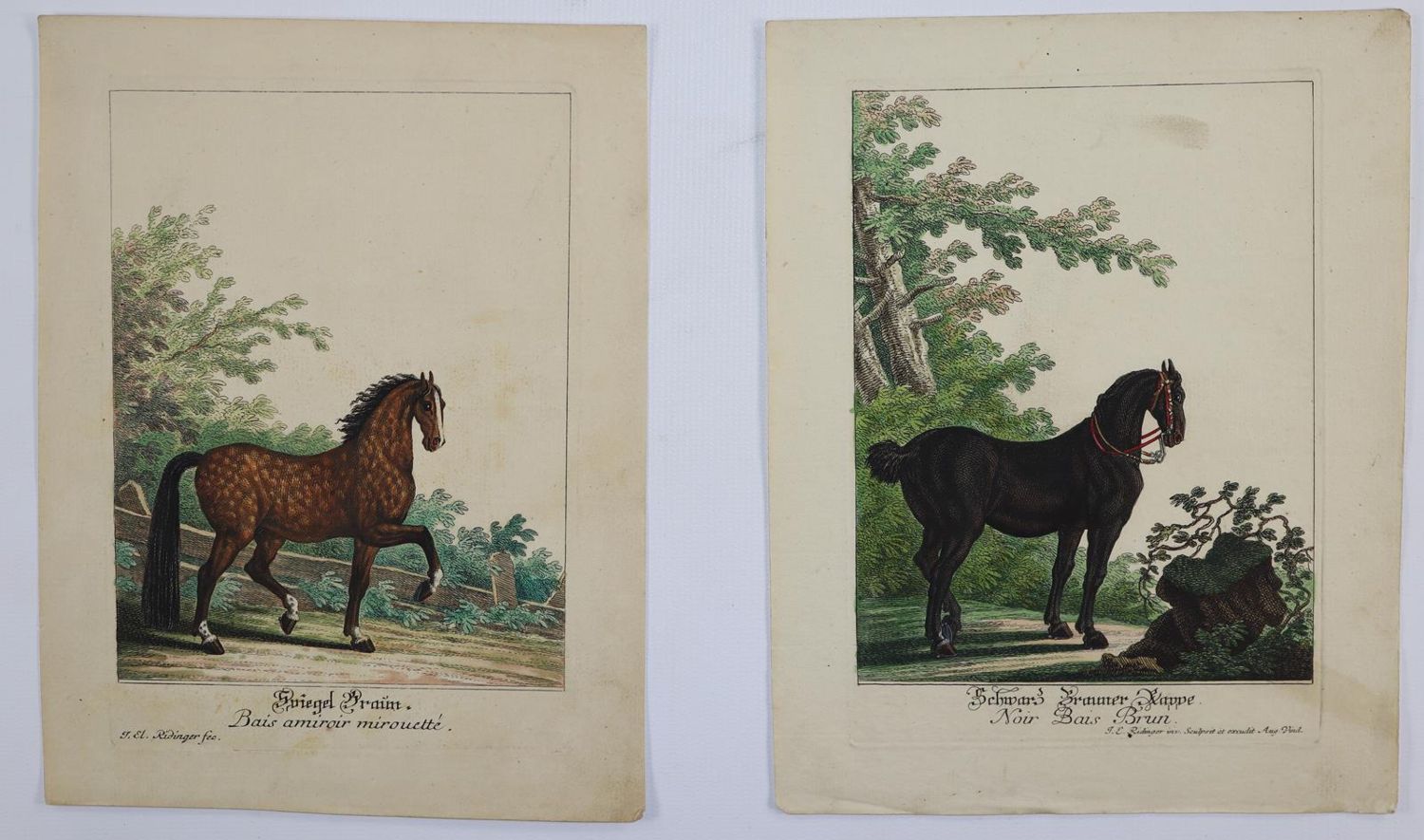 Große Abbildung Nr.4: 145-3227 Ridinger, Johann Elias: (Varia, Zoologie)