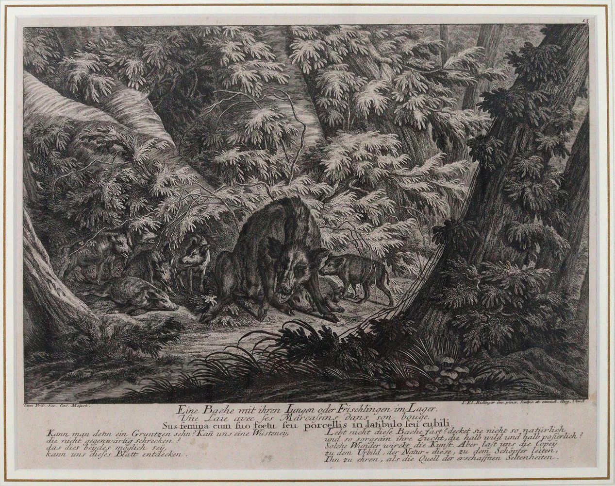 Große Abbildung Nr.2: 145-3228 Riedinger, Johann Elias: (Varia, Zoologie)